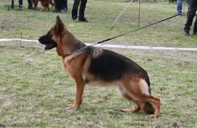 Funny von Edelweiss | German Shepherd Dog 