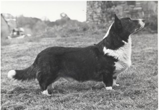 Joseter Joson | Cardigan Welsh Corgi 