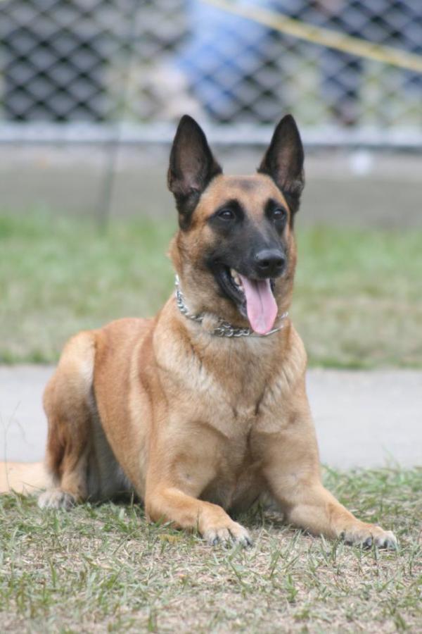 Alvalley`s vodka | Belgian Malinois 