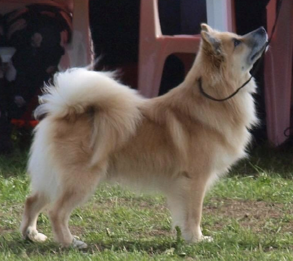 Litgeisli Frej Laxi | Icelandic Sheepdog 