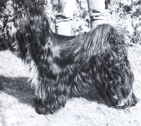 BUDOAR HUGO | Tibetan Terrier 