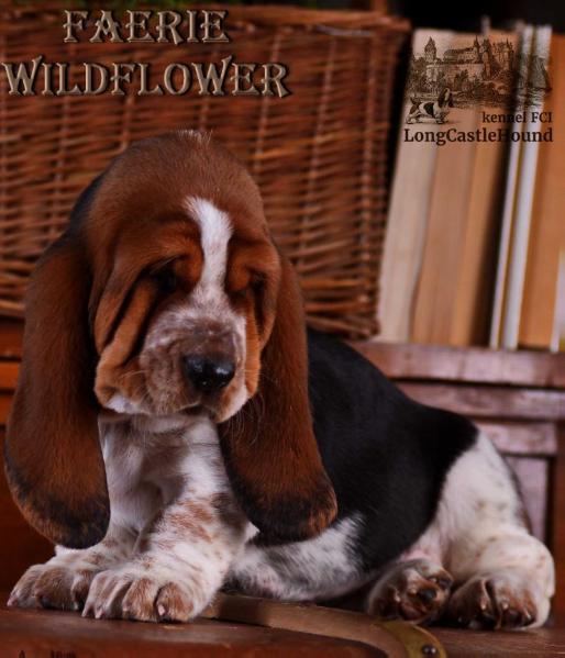 Faerie Wildflower Long ?astle ?ound | Basset Hound 