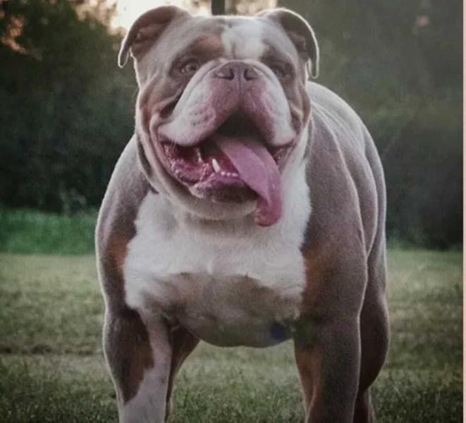 Color Me Bad's Einstein | Olde English Bulldogge 