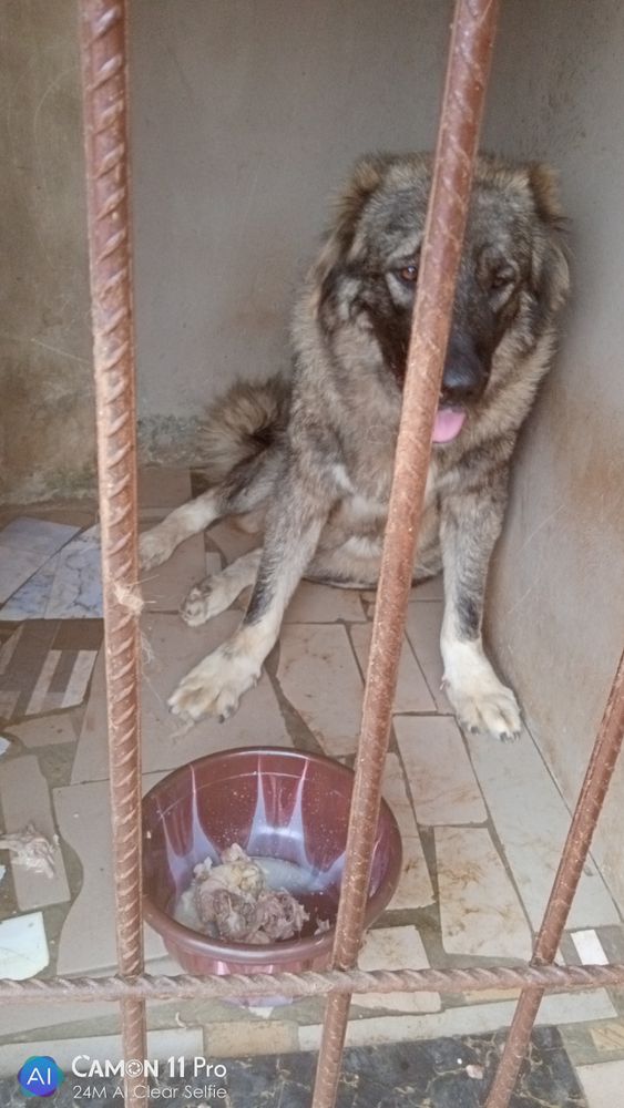 MECURY of CY KENNEL | Caucasian Mountain Dog 