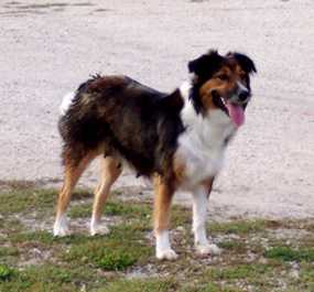 Egertsen's Sasha Marie | English Shepherd 