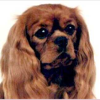 Harana Too Darn Hot | Cavalier King Charles Spaniel 