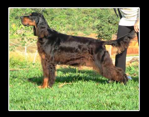 Gerald's Flanboyant House | Gordon Setter 