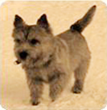 Banzai-Urival Du Pre De La Croix Verte | Norwich Terrier 