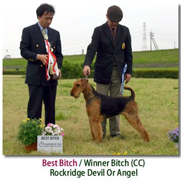 Rockridge JP Devil or Angel | Airedale Terrier 