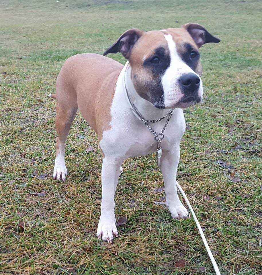 Amazingspirit Cotto N Candy | American Staffordshire Terrier 