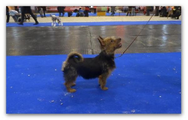 YakoGor RADOSTNAYA ROSTISLAVA | Australian Terrier 