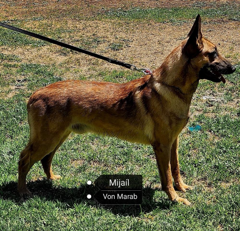 MIJAIL VON MARAB | Belgian Malinois 