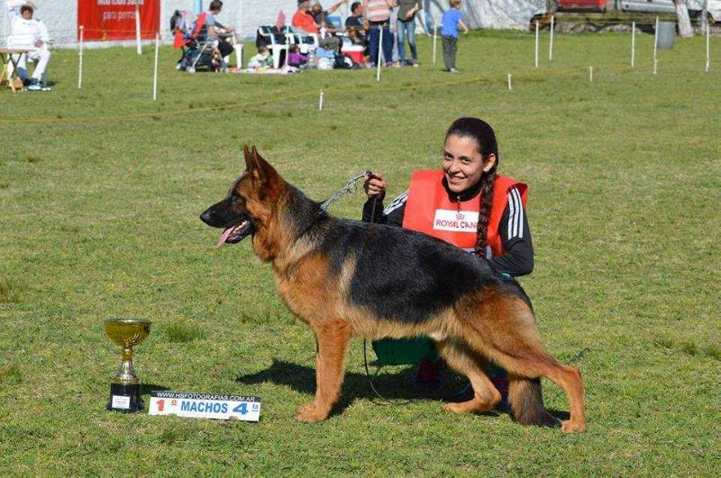 ATILA VON DE LANGLOÏ | German Shepherd Dog 