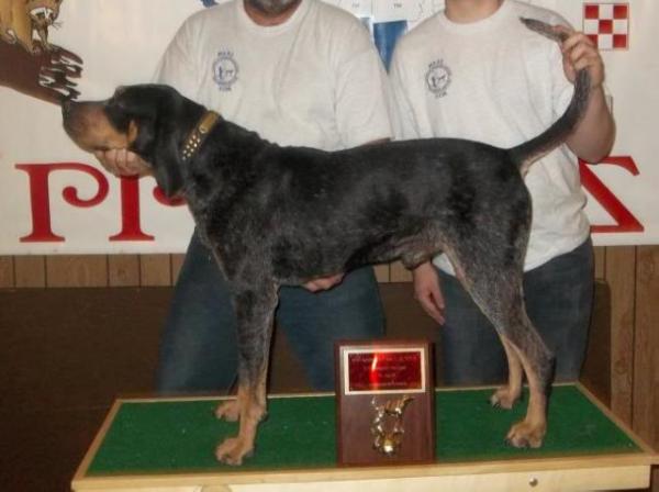 Sugar River Money's Blue Lincoln | Bluetick Coonhound 