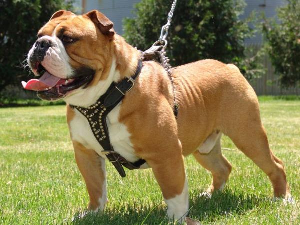 Joyful Acres Thundar | Olde English Bulldogge 