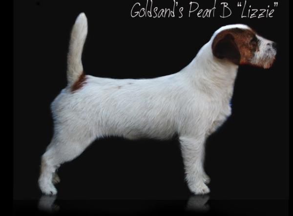 Goldsand's Pearl B | Jack Russell Terrier 