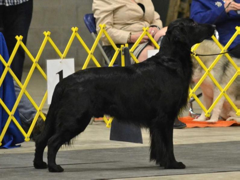 Rowansgaard Paint It Black | Flat-Coated Retriever 