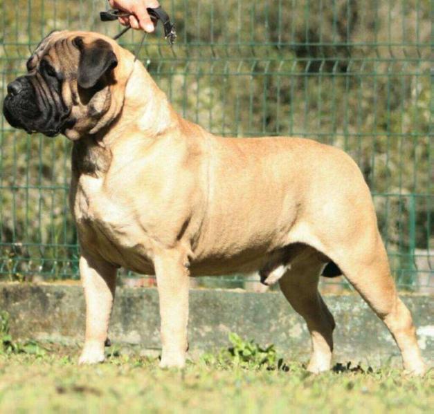 Bullvillage Mighty Odin | Bullmastiff 