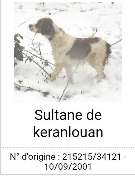 SULTANE de Keranlouan | Brittany 