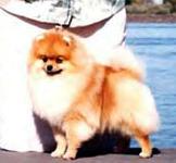 Ryms W Focus On Fashion | Pomeranian 