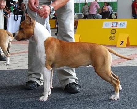 Electric Lady HIGHWAY CHILE | American Staffordshire Terrier 