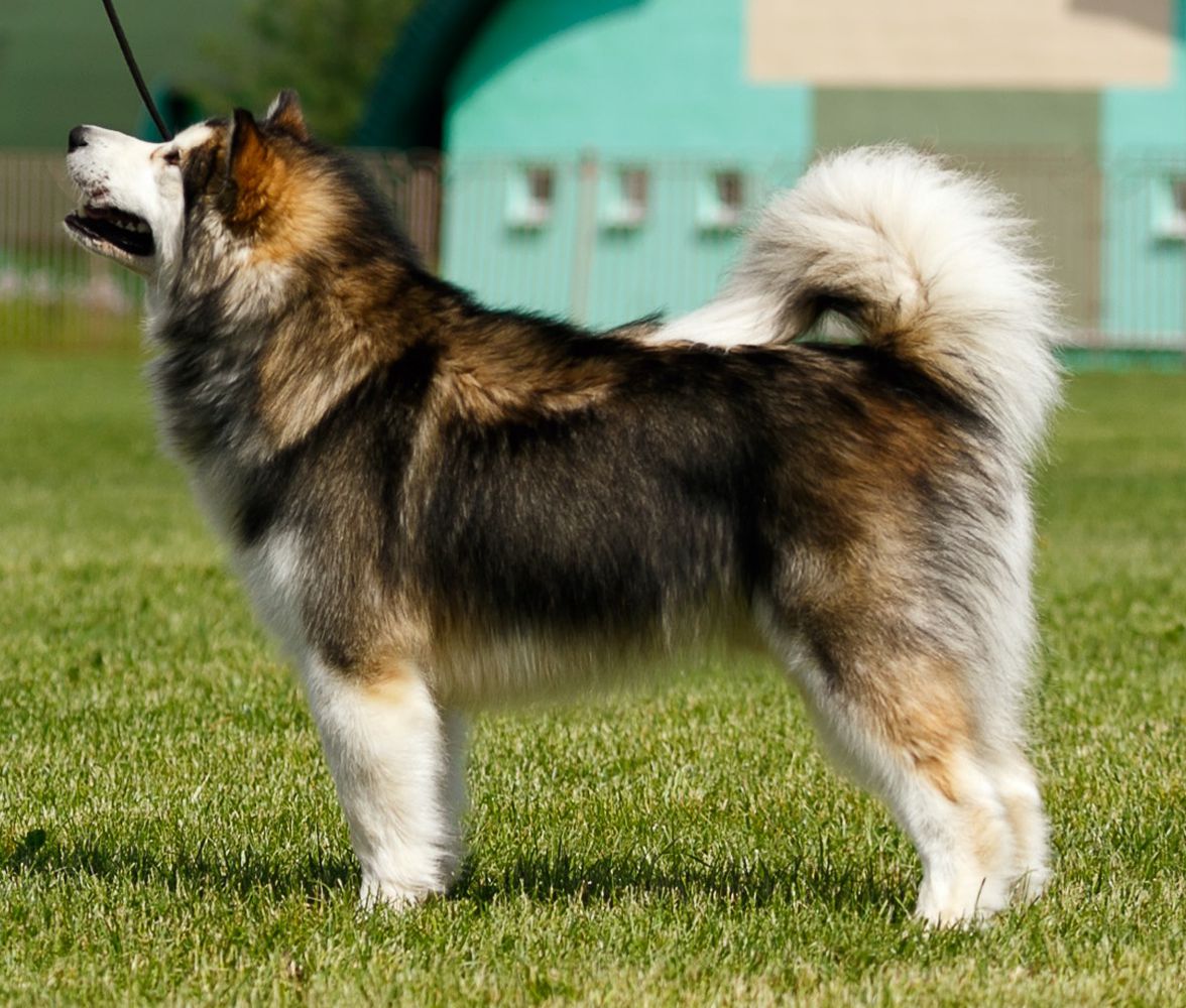 AMELHUK GOLDEN ORPHEUS | Alaskan Malamute 