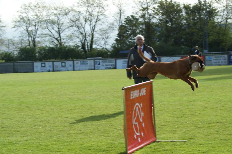 Golden Ananas Oxana | Boxer 