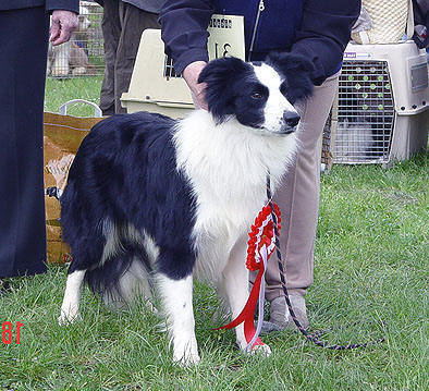 stevy-wonder de Mafalda's | Border Collie 