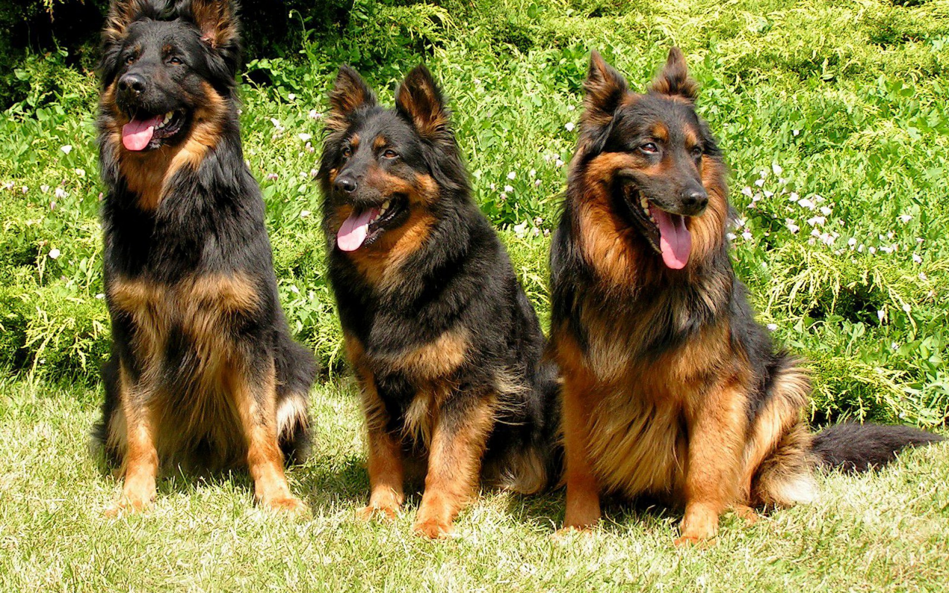 Bohemian Shepherd