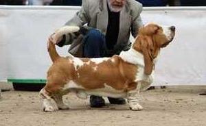 Nagyhegyi Pajkos Gambler | Basset Hound 