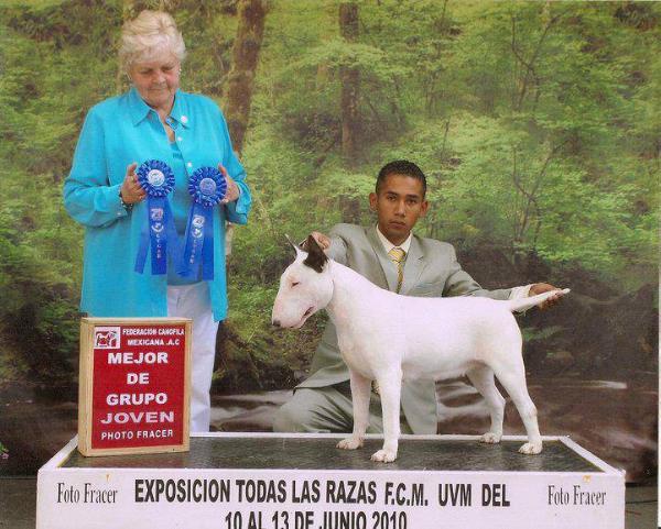 Asin Estrella | Bull Terrier 