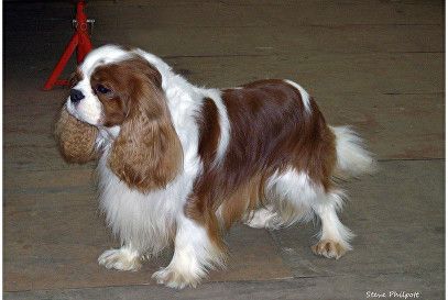 CHARTERWOD DYNASTY | Cavalier King Charles Spaniel 