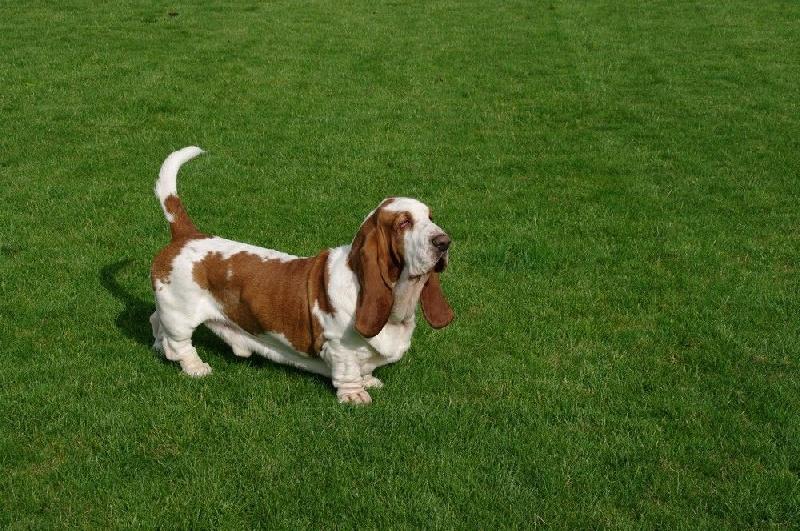 flash van hollandheim | Basset Hound 