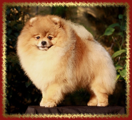 Pom de la Creme Lvi Domov | Pomeranian 