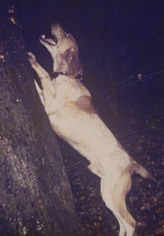 Neuse River Dooley | American English Coonhound 