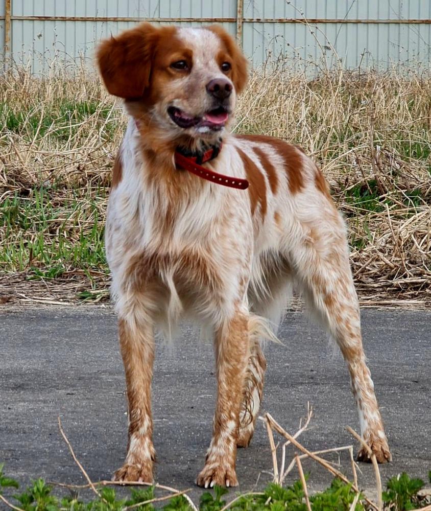 DEN (2019) | Brittany 