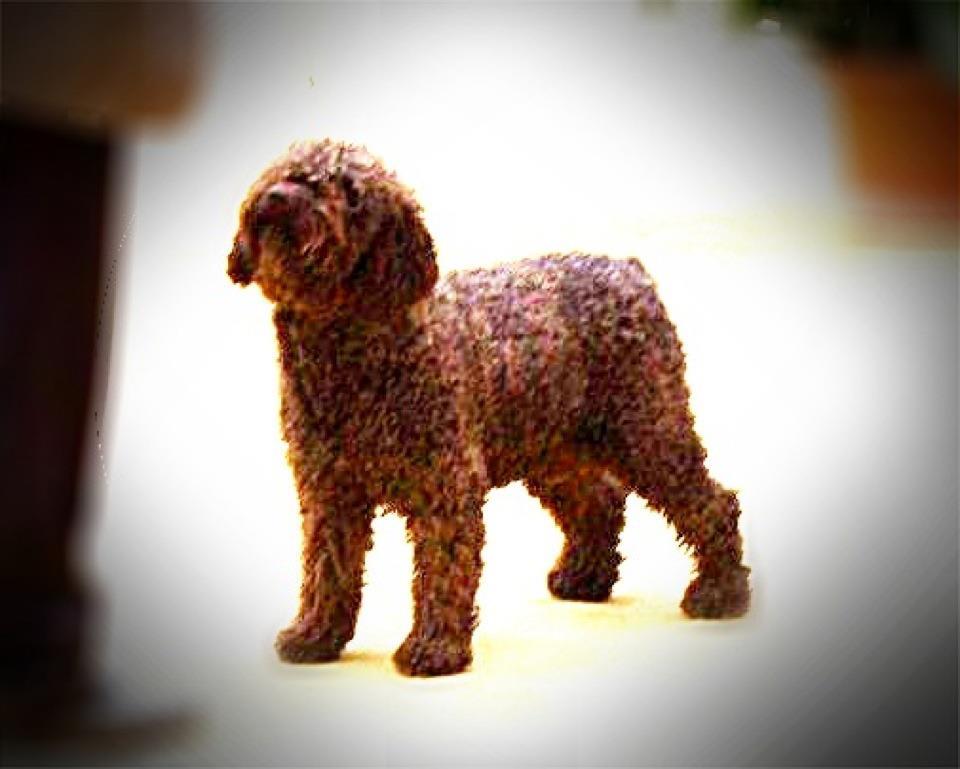 Made in Spain de Tender Teddy | Spanish Water Dog 