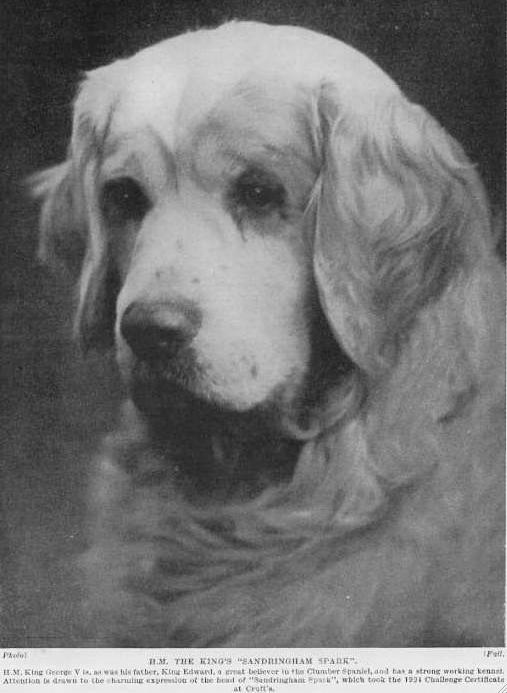 Sandringham Spark | Clumber Spaniel 