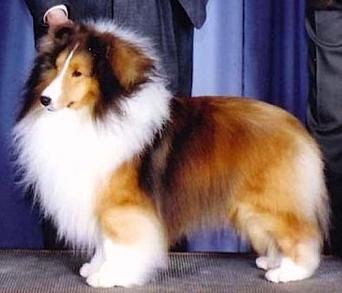 Hannalore Home Run | Shetland Sheepdog 