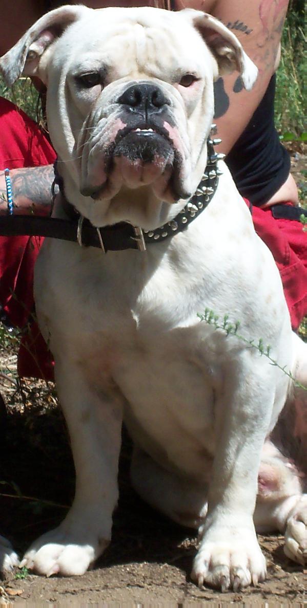 RB's  Dire Wolf of Black Mesa | Olde English Bulldogge 