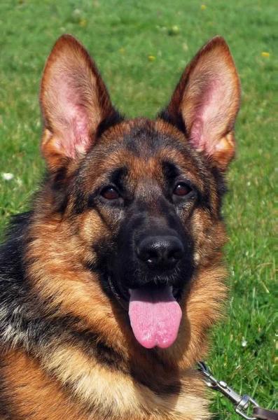 Cara vom Funken Spiel | German Shepherd Dog 