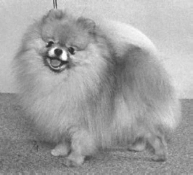 Pomeroy Cha Cha Chance | Pomeranian 