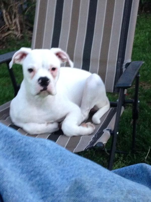 Smith Shorty | American Bulldog 