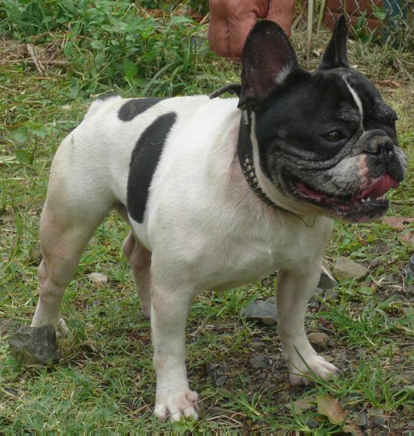 Fais Dit Faidj | French Bulldog 