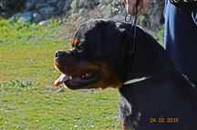 Ivan Von Schwarz Schloss | Rottweiler 