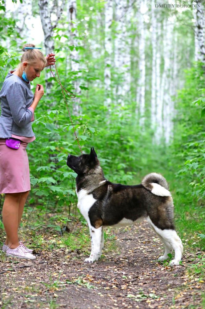 Empress Fike Galateya | Akita 