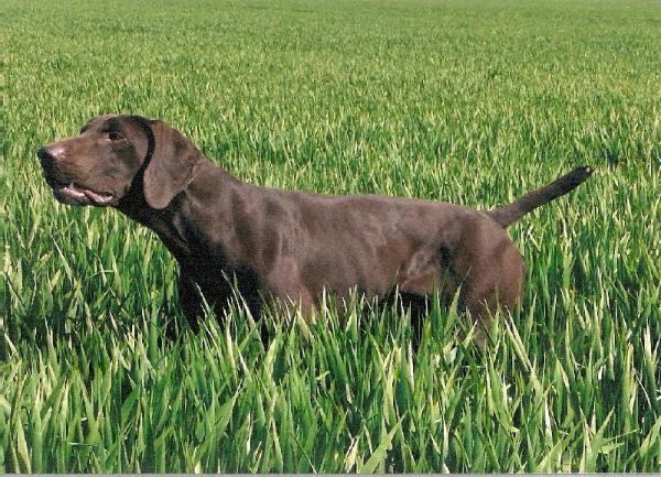 Bounty de la Porte de Becray | German Shorthaired Pointer 