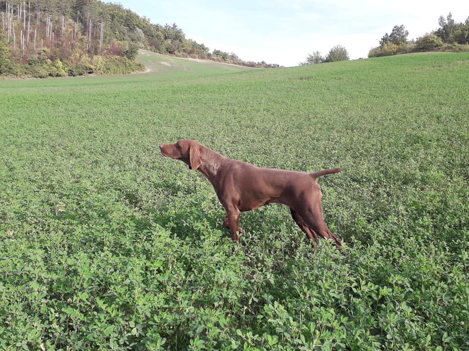 Pradellinensis Bea | German Shorthaired Pointer 