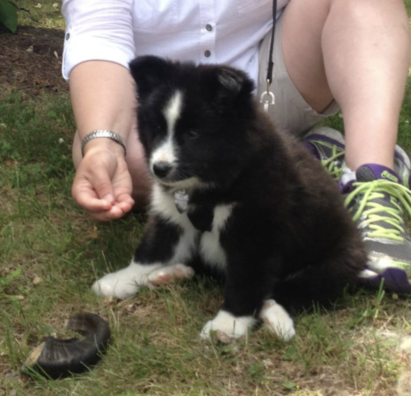 Kind Horn Herra Findus | Icelandic Sheepdog 