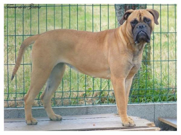 Falbala des Loups Des Carrières | Bullmastiff 